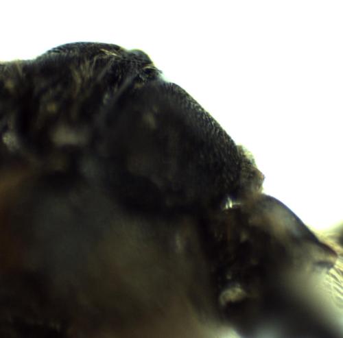 Réf. 299 883 : Osmia sp.